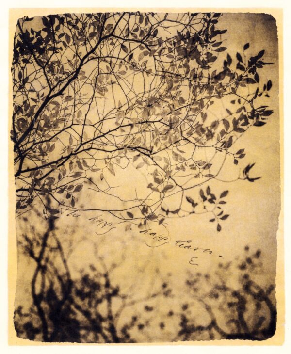 A tree with leaves flying in the sky.
