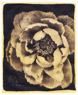 A black and white photo of a flower.