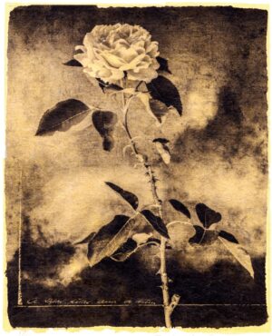 A black and white photo of a rose.
