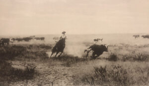 A man on horseback is chasing cattle in the wild.