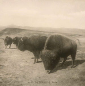 LA HUFFMAN (1854-1931)