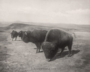 A herd of bison grazing on top of a hill.