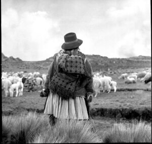 A woman in a field with sheep.