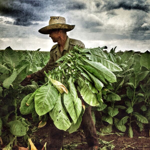 A man in a field of green plants.