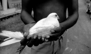 A man holding a white bird in his hands.