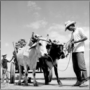 A man standing next to two cows on the side of a road.