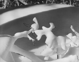 A black and white photo of some flowers