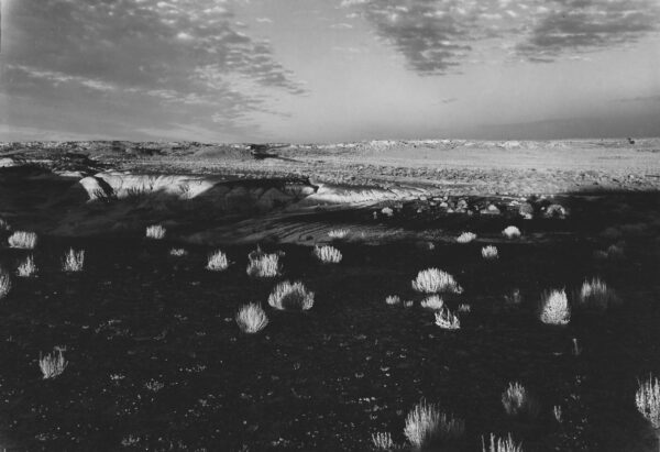 A black and white photo of some grass