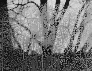 A black and white photo of trees with water drops on them.