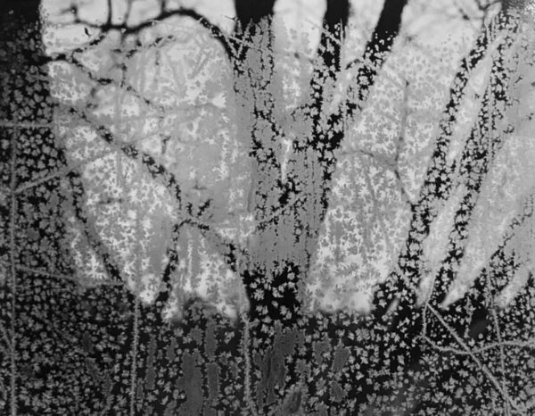 A black and white photo of trees with water drops on them.