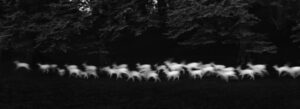 A herd of sheep running through the woods.