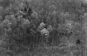A black and white photo of trees in the woods.