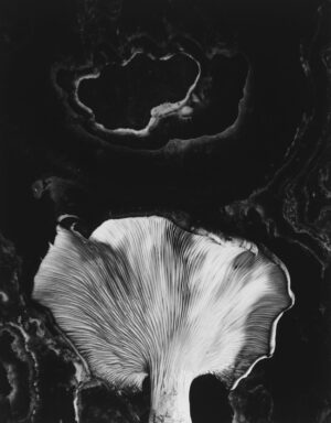 A black and white photo of an abstract flower.