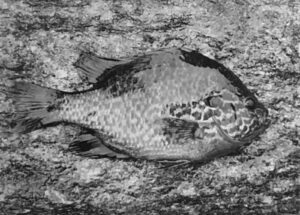 A fish is laying on the ground in black and white.