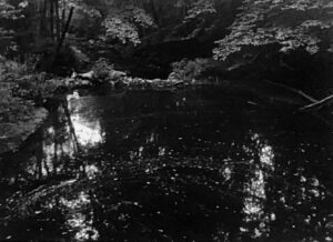 A black and white photo of trees reflected in water.