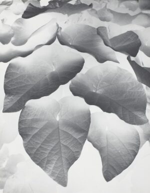 A bunch of leaves that are in the air