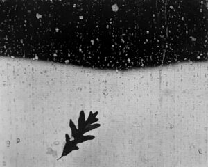 A leaf is shown on the ground in front of a wall.