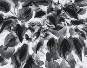 A black and white photo of leaves on the ground.