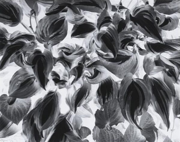 A black and white photo of leaves on the ground.
