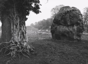 A tree and rock in the middle of an open field.