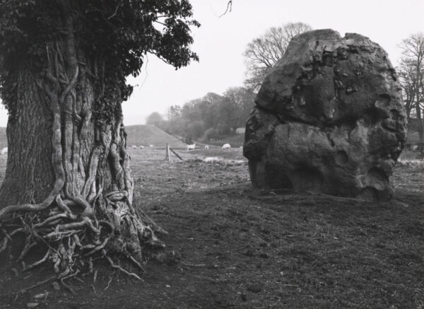 A tree and rock in the middle of an open field.
