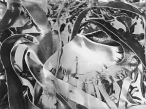A black and white photo of leaves in the grass.