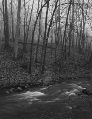 A black and white photo of trees near water.