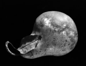 A black and white photo of an apple.