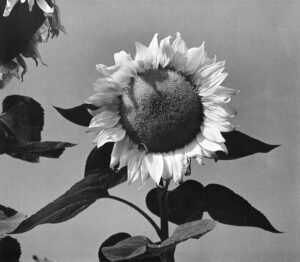 A black and white photo of a sunflower.