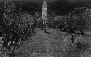 A black and white photo of trees in the middle of an open field.