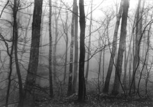 A black and white photo of trees in the fog.