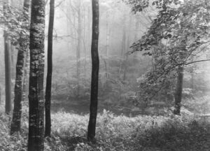 A black and white photo of trees in the woods
