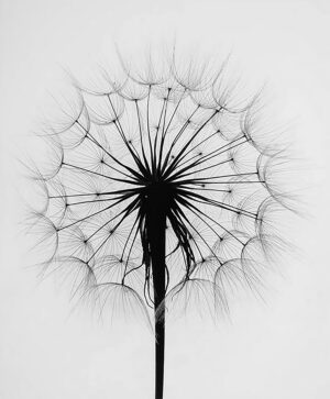 A dandelion with its seeds gone in the wind.