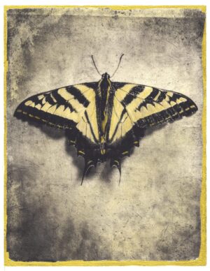 A butterfly is sitting on the ground.