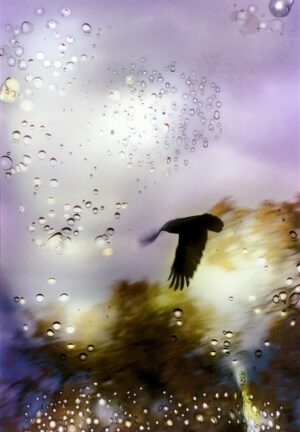 A bird flying through the air with bubbles in the background.