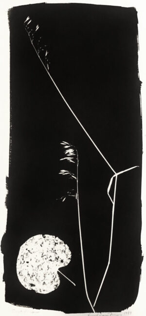 A black and white photo of some plants