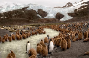 A large group of penguins in the water.