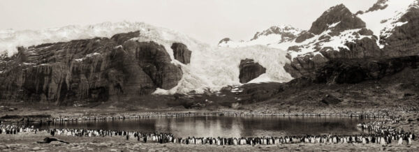 A group of penguins standing on top of a beach.