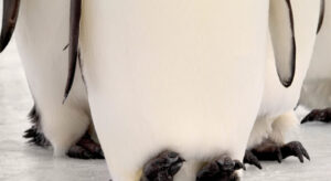 A close up of the feet of two dogs.