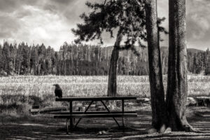 A bench sitting under a tree in the middle of a field.