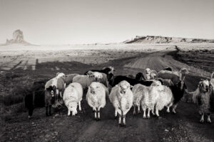 A herd of sheep standing on top of a hill.