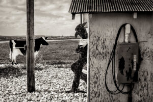A cow standing next to a pole near a building.