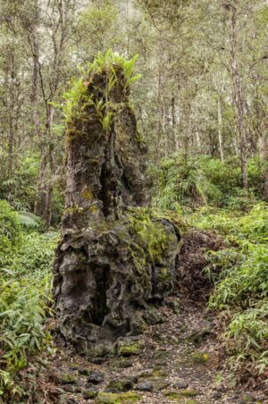 A tree with moss growing on it in the woods.