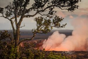 A tree in front of some smoke coming from the ground