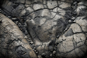 A close up of the surface of a rock