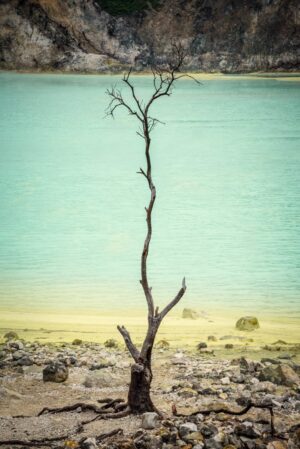 A tree is standing alone on the beach