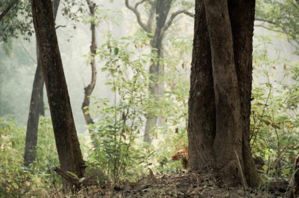 A forest with trees and bushes in the background.