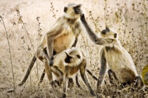 A group of monkeys standing in the grass.