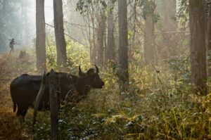 A bull in the woods with horns on
