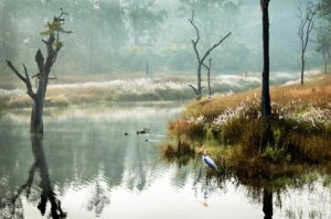 A bird is standing on the shore of a lake.